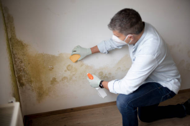 Best Environmental Consulting for Mold Prevention  in Sun City West, AZ